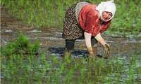 Iran Adopts New Approaches to Enhance the Rural Women’s Role